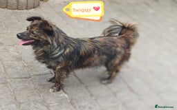 Mixed Breed dogs for adoption: 💖🐶 TWIGGY 🐶💖 - Image 9