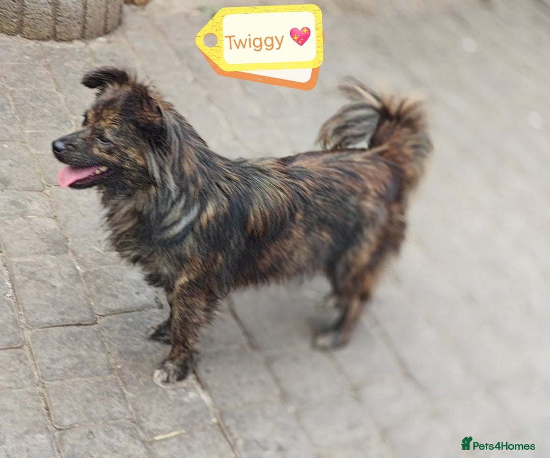 Mixed Breed dogs for adoption: 💖🐶 TWIGGY 🐶💖 - Image 9