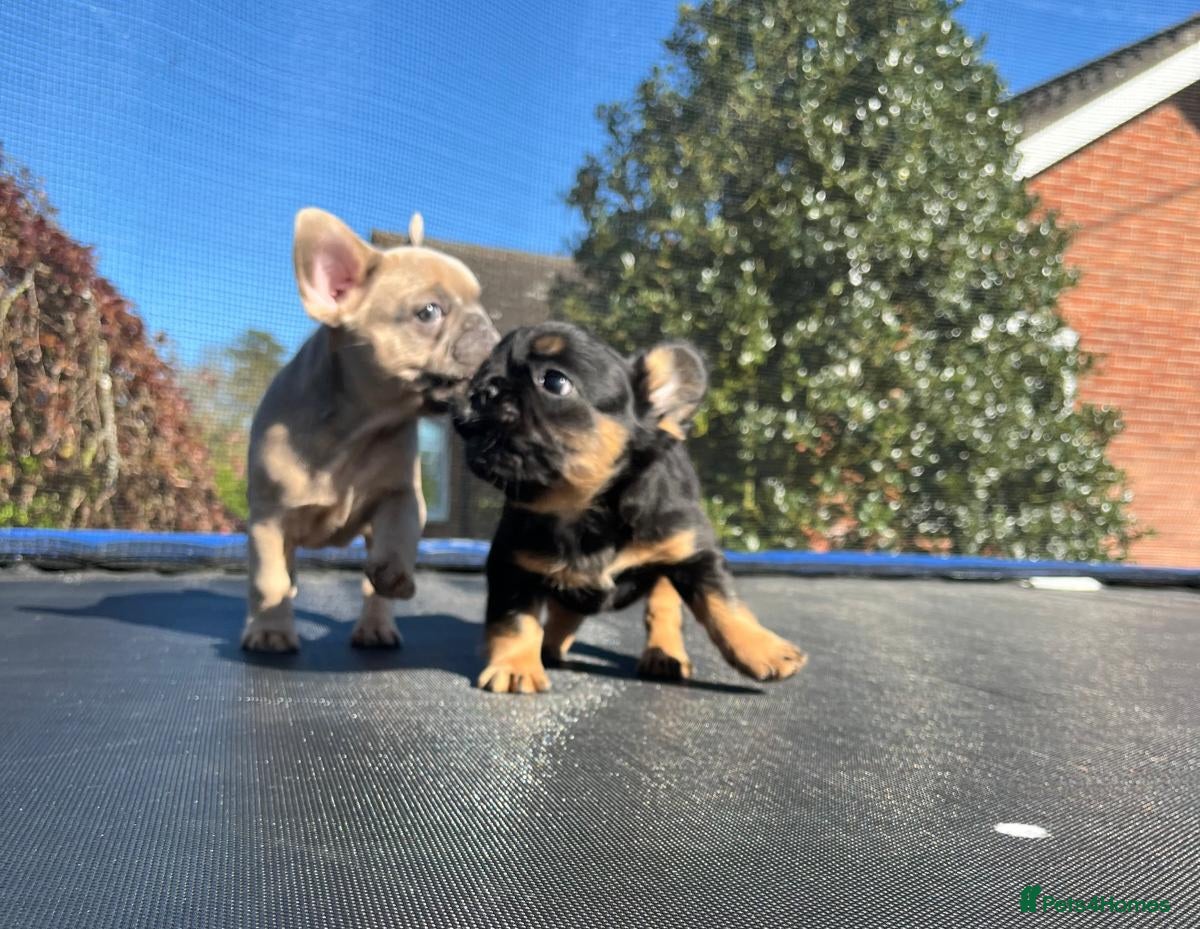 French Bulldog dogs French Bulldog Puppies 3 left REDUCED - Advert 2