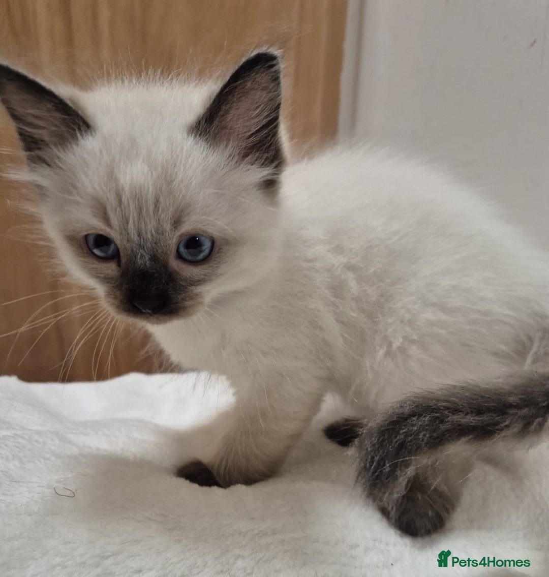 Ragdoll cats for sale: 2 Male Sealpoints ready to leave on 16th Dec - Advert 17