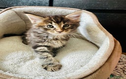 Maine Coon cats for sale: Mainecoon kittens  - Image 2