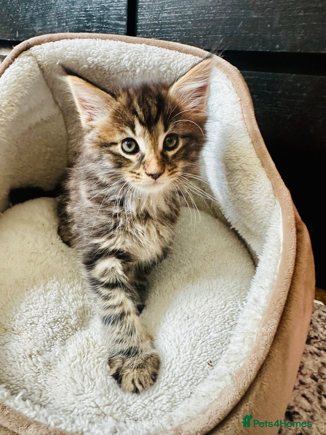 Maine Coon cats for sale: Mainecoon kittens  - Image 2