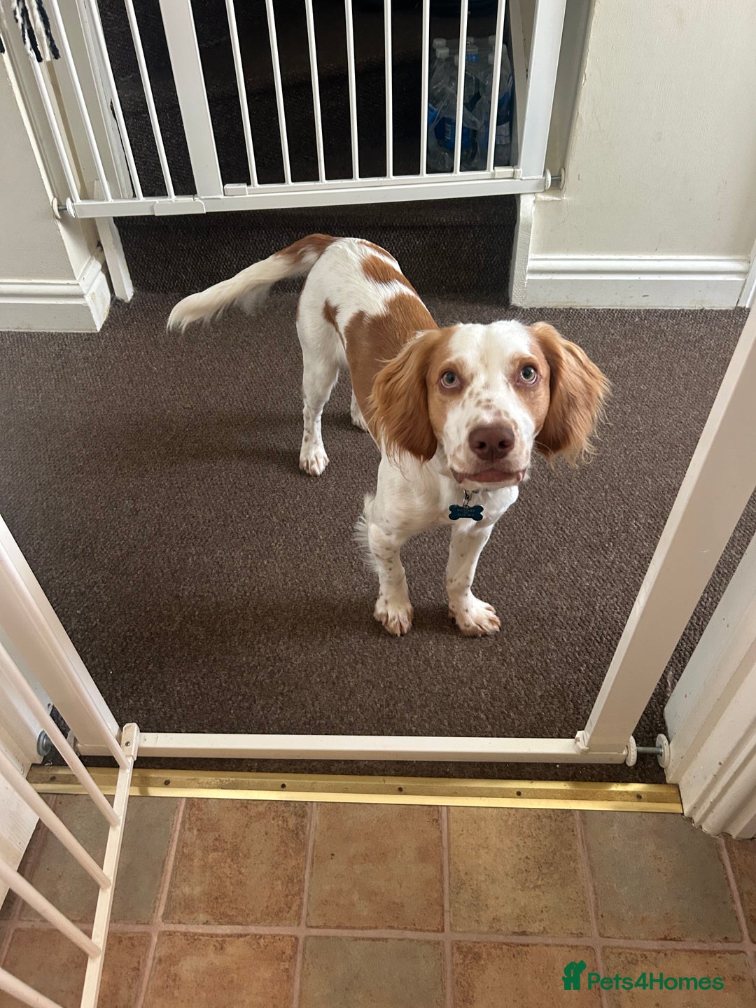 Cocker Spaniel dogs for sale: 12 Month Cocker Spaniel - Advert 5
