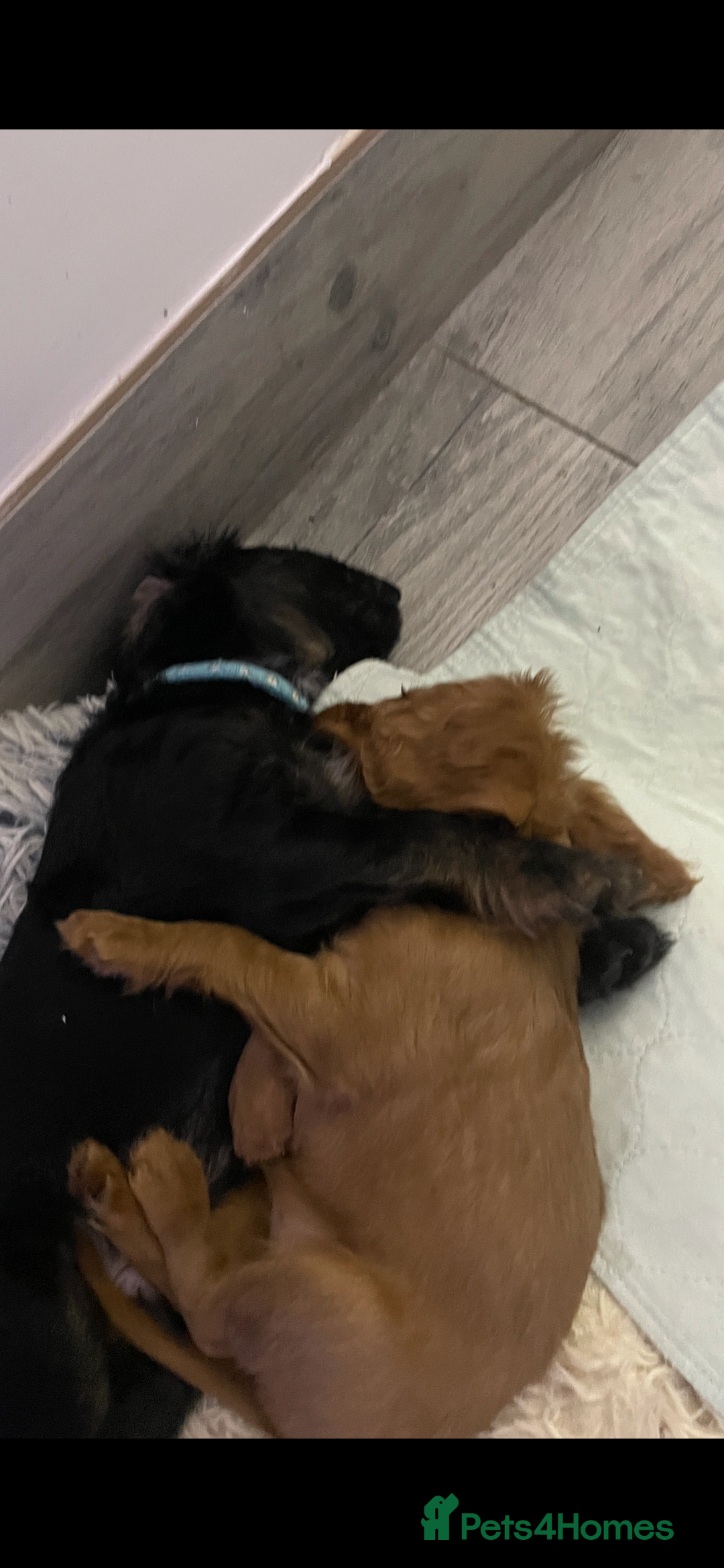 Cavapoo dogs for sale: 3cavapoo puppies  - Image 5