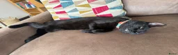 British Shorthair cats for sale: 11 month old black sisters.  in Eastleigh - Advert 2