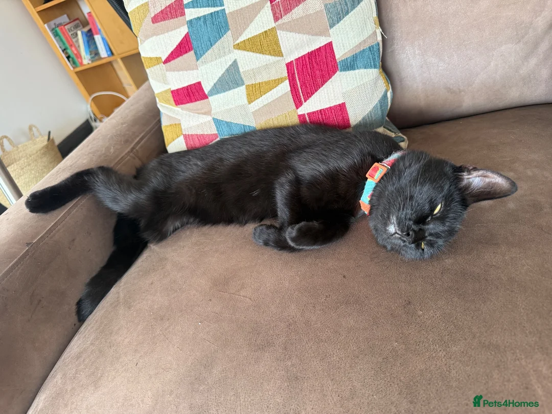 British Shorthair cats for sale: 11 month old black sisters.  in Eastleigh - Advert 2