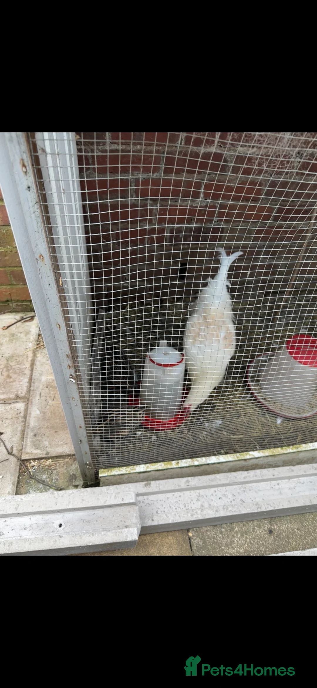 Mixed Breed birds for sale: Quail and rooster  - Advert 2