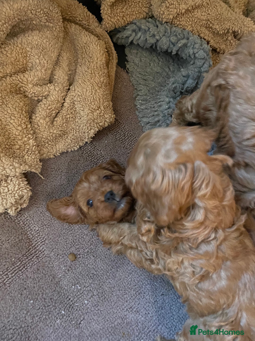 Cavapoo dogs for sale: F1b Cavapoooo  - Advert 10