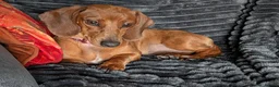 Miniature Dachshund dogs for sale: 9 months old  in Irvine - Advert 5