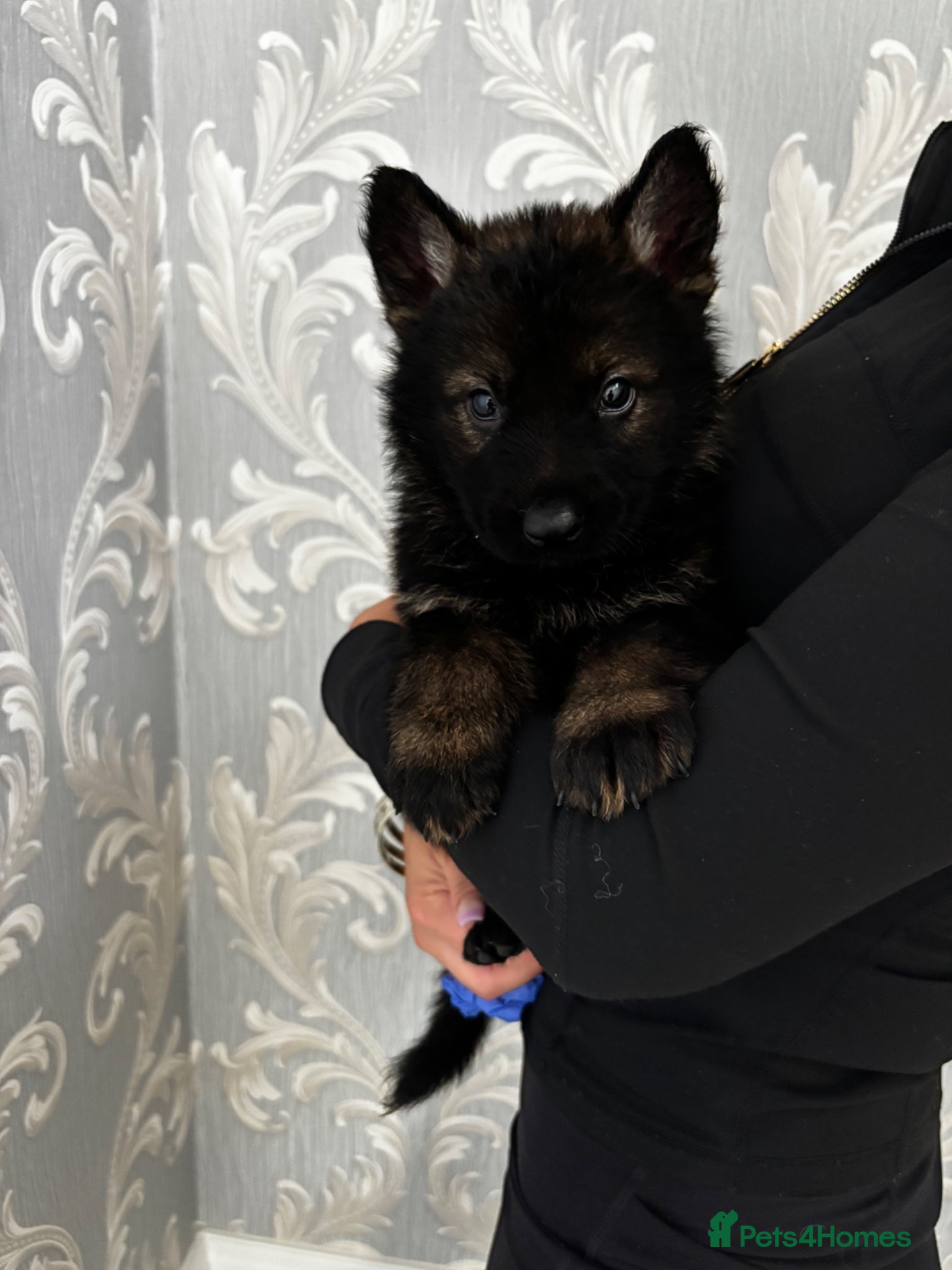 German Shepherd dogs KC Czech working line German shepherd puppies  - Advert 1