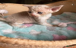 Devon Rex cats for sale: Adorable pure Devon Rex kittens  - Image 34