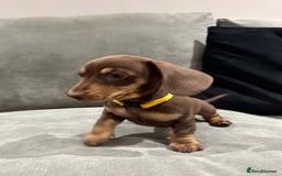 Miniature Dachshund dogs for sale: Chocolate & Tan Miniature Dachshund Puppies - Advert 12