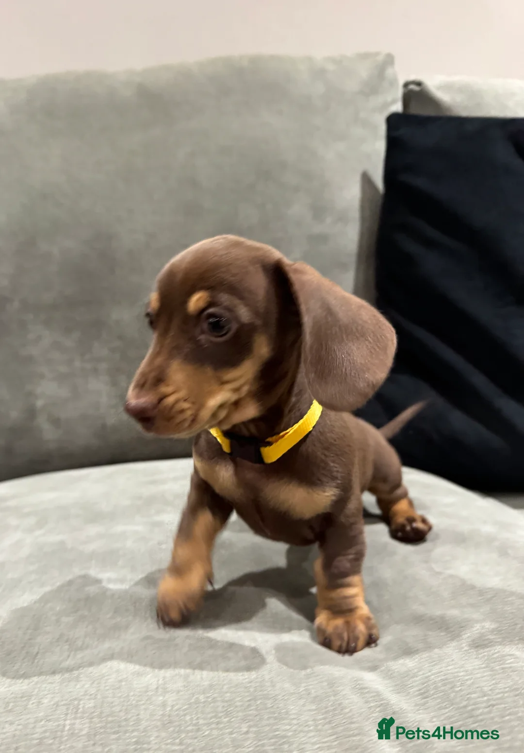 Miniature Dachshund dogs for sale: Chocolate & Tan KC Miniature Dachshund Puppies - Advert 28