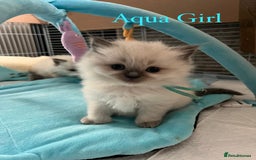 Ragdoll cats for sale: Beautiful Chunky Ragdoll Kittens For Sale - Image 5