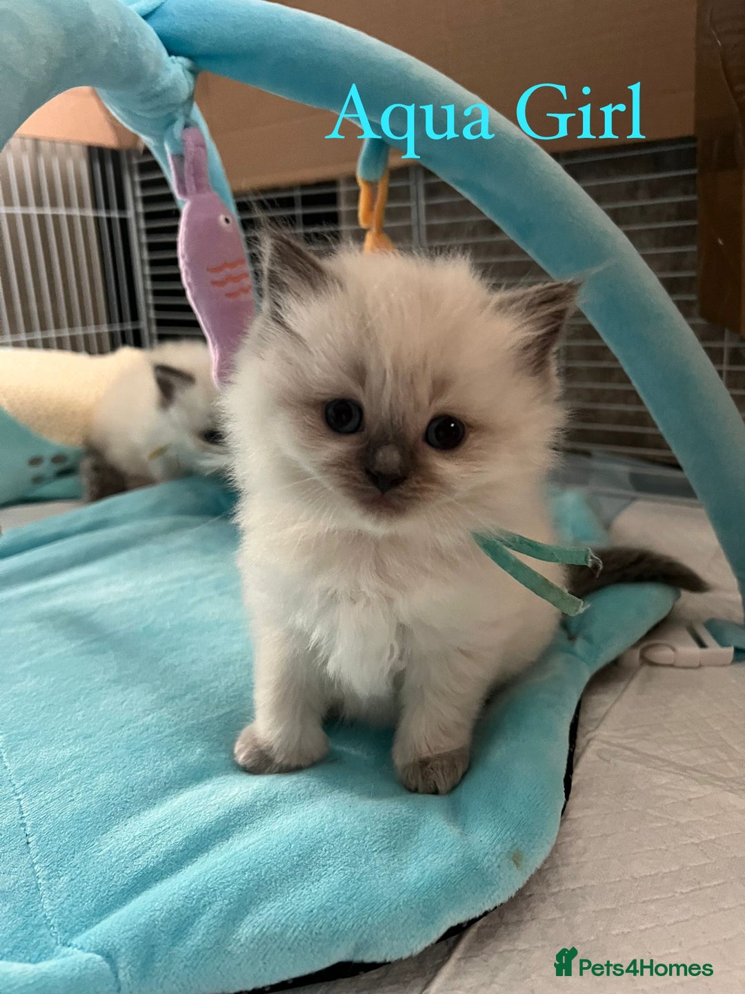 Ragdoll cats for sale: Beautiful Chunky Ragdoll Kittens For Sale - Image 5