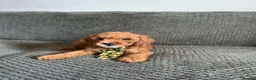 Cavapoo dogs for sale: 6 FOX RED CAVAPOO BOYS READY NOW - Advert 14