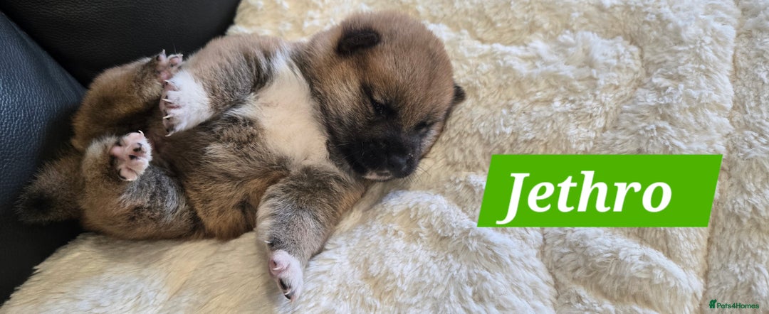 Japanese Shiba Inu dogs for sale: Beautiful Shiba - Image 1