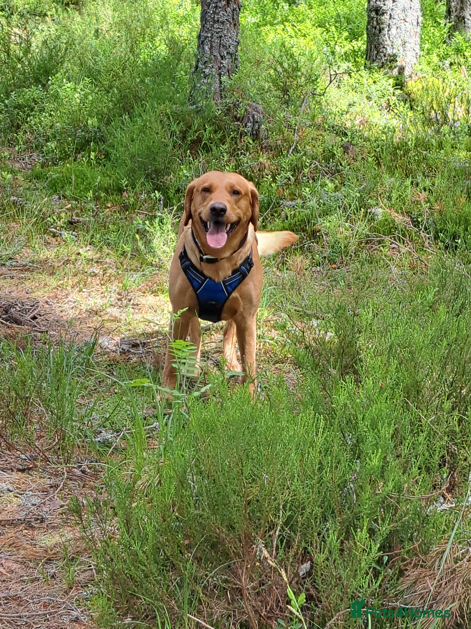 Labrador Retriever dogs for stud: STUD ONLY - Proven Fox Red Labrador  - Advert 4