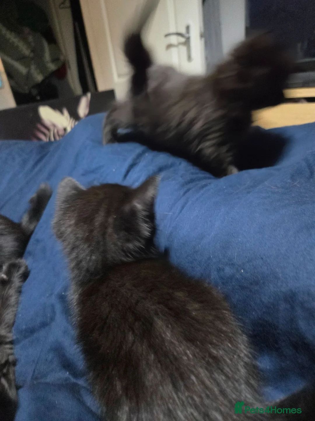 Mixed Breed cats for sale: Main coon British short hair cross in Cardiff - Advert 11