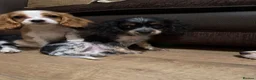 Cockalier dogs for sale: Beautiful litter ready to leave now 💕 - Advert 11