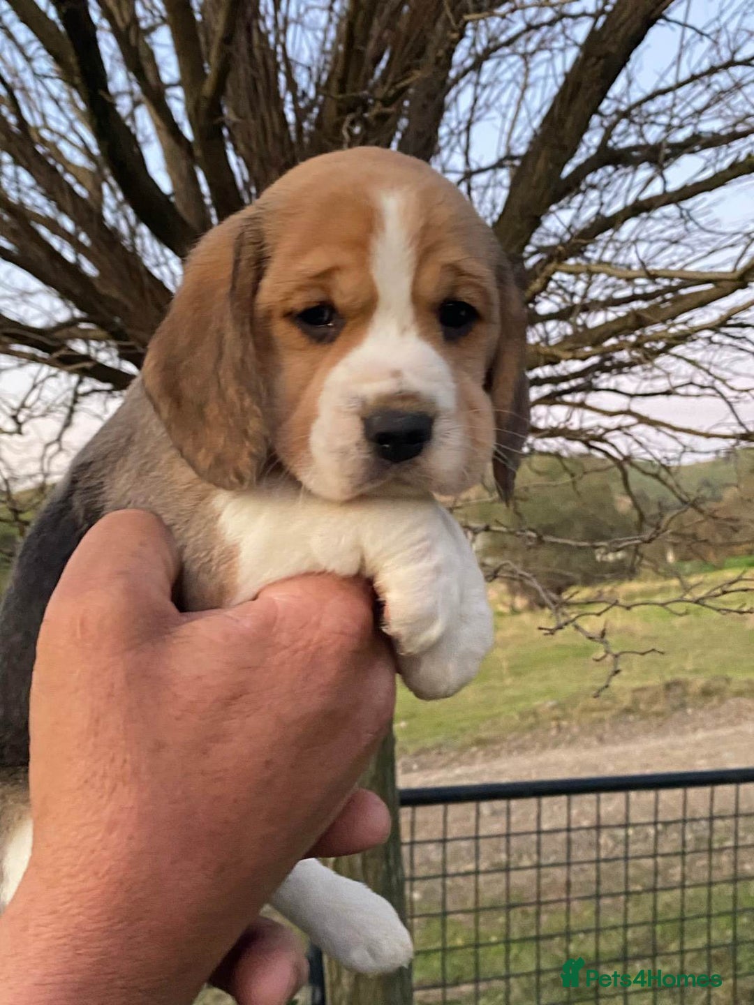 Beagle dogs for sale: Pure Bred - Beagle Puppys  - Image 3