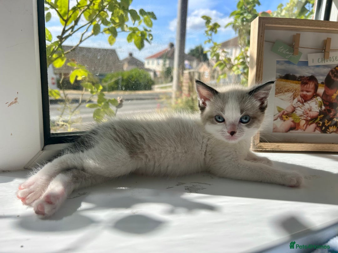 Ragdoll cats for sale: Ragdoll X 15 week kitten for rehoming  - Image 8