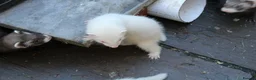 Ferret rodents for sale: Ferrets  in Castleford - Advert 7