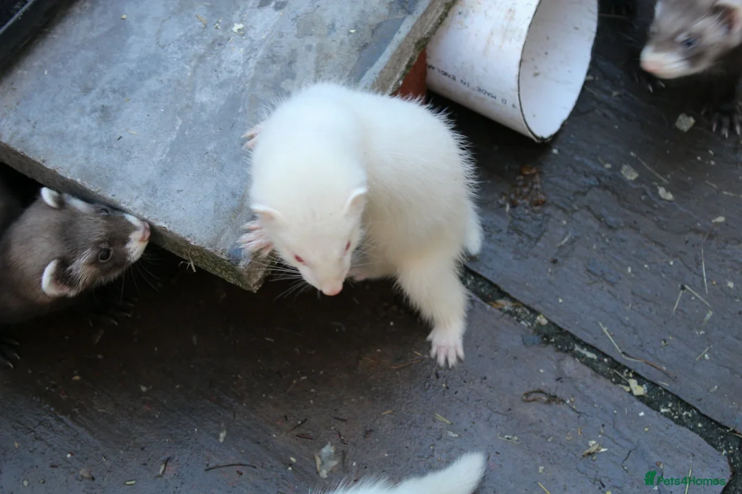 Ferret rodents for sale: Ferrets  in Castleford - Advert 7