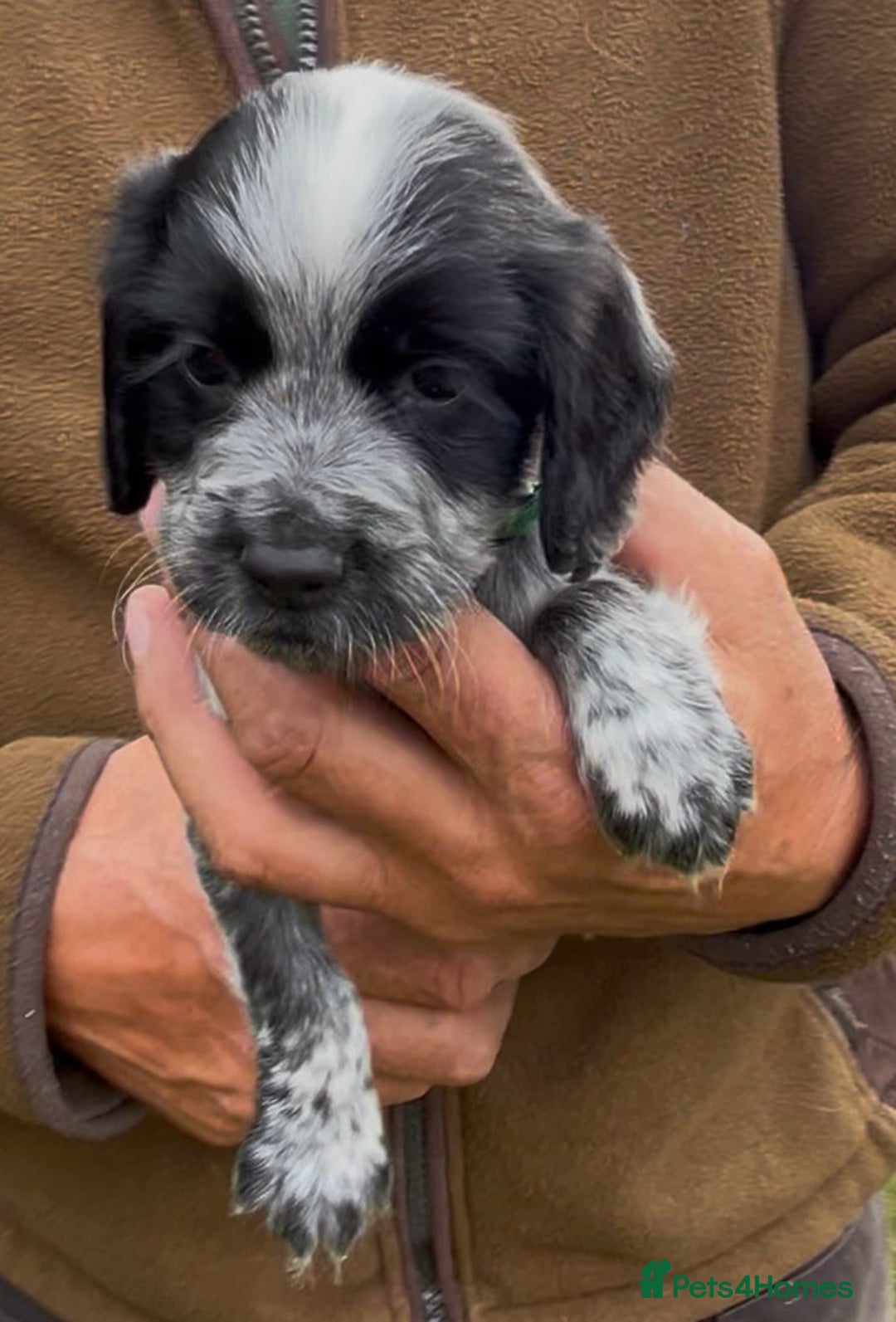 Cocker Spaniel dogs for sale: KC Reg Working Cocker spaniel puppies roan - Image 22