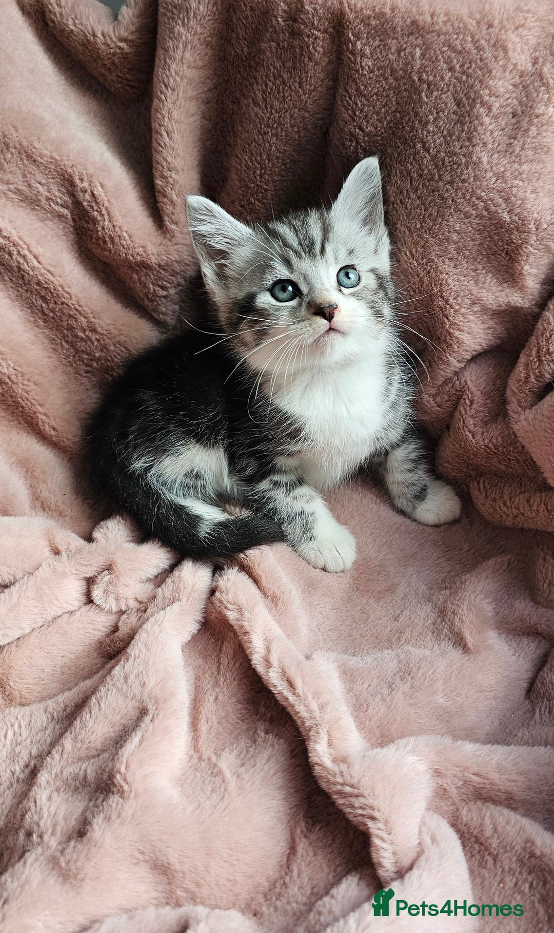 Maine Coon cats for sale: Half Maine Coon kittens - Advert 10