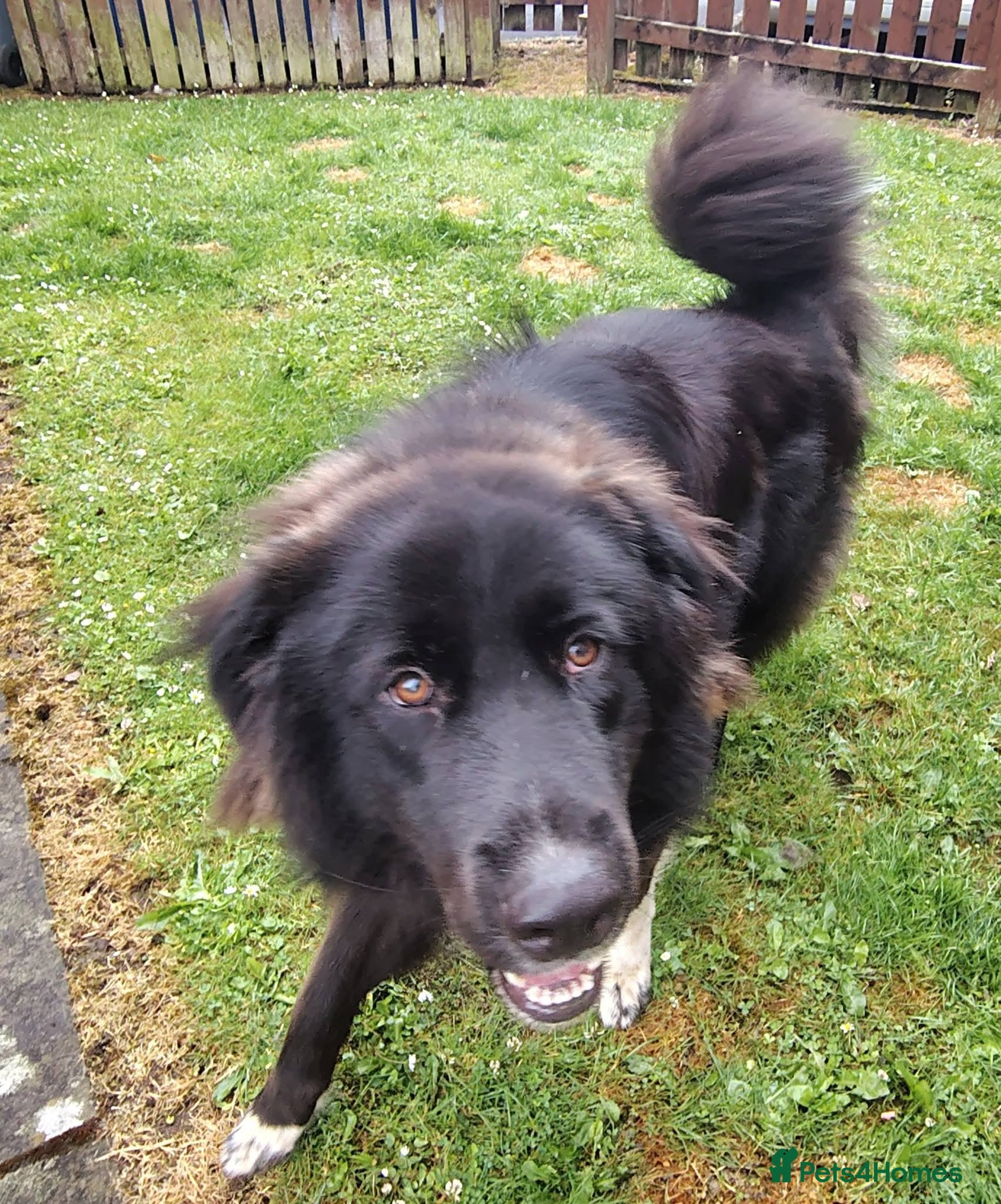 Caucasian Shepherd Dog dogs ***FERN RESCUE* 1 YR OLD CAUCASIAN SHEPARD - Advert 1