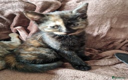 Mixed Breed cats for sale: 4 Beautiful kittens ready for loving home  ♥️ - Image 8