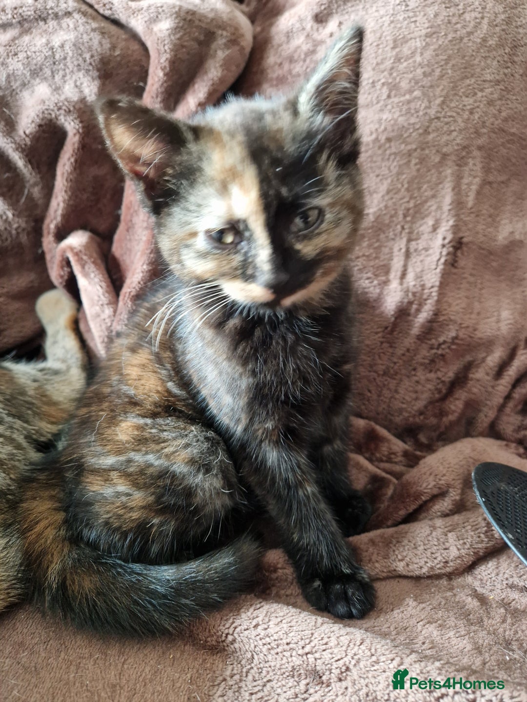 Mixed Breed cats for sale: 4 Beautiful kittens ready for loving home  ♥️ - Image 8