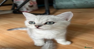 British Shorthair cats - Advert 1