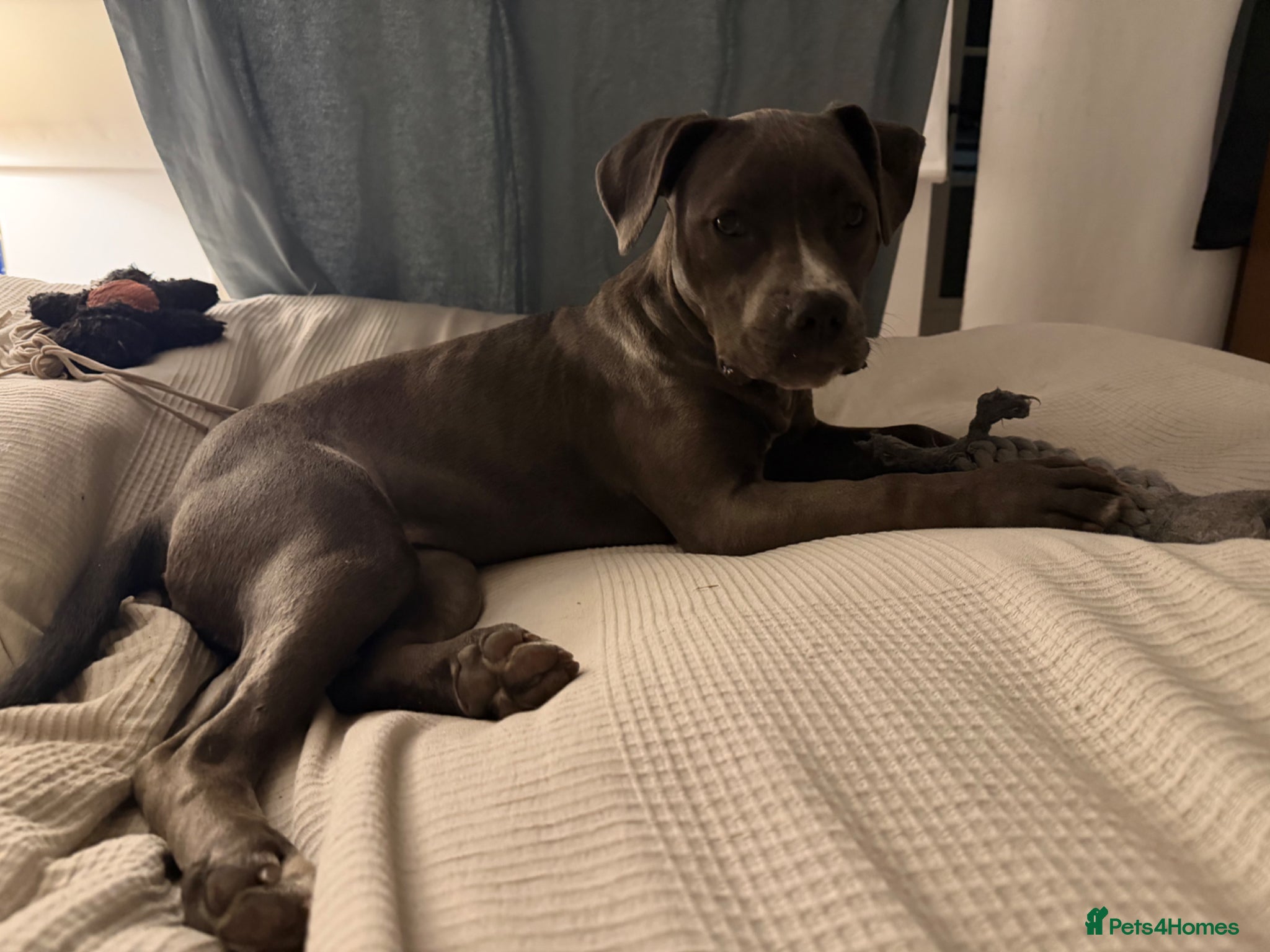 American Bull Staffy dogs for sale: Uma - staffy mix in London - Advert 7