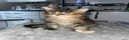 Maine Coon cats for sale: Rare Red Silver Maine Coon Kittens Available  - Advert 24