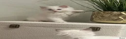 Ragdoll cats for sale: GCCF registered champion sired Ragdoll kitrens - Advert 13