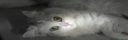 Persian cats for sale: Persian chinchilla silver back in Walsall - Advert 20