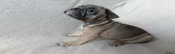 French Bulldog dogs for sale: KC Registered French Bulldogs Boys Ready Now in Borehamwood - Advert 13