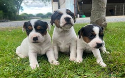 Mixed Breed dogs for sale: Jack Russell pups - Image 4
