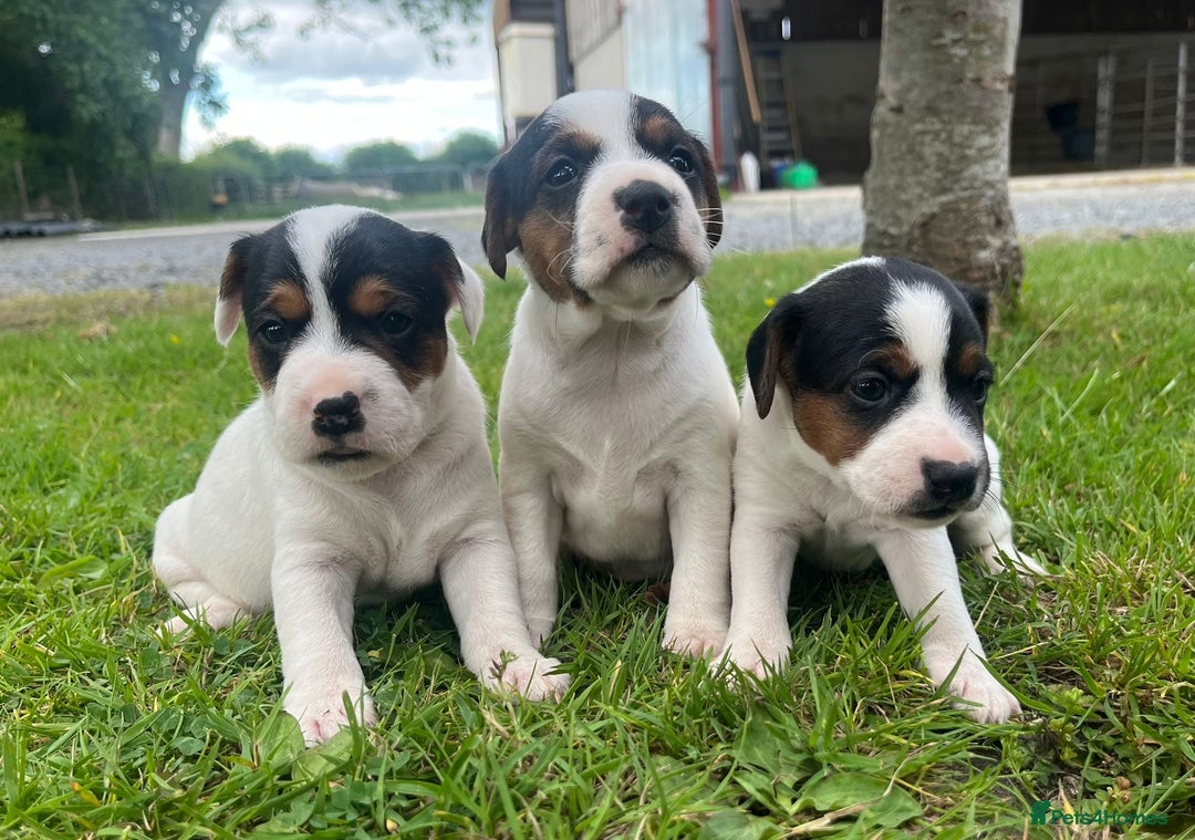 Mixed Breed dogs for sale: Jack Russell pups - Image 4