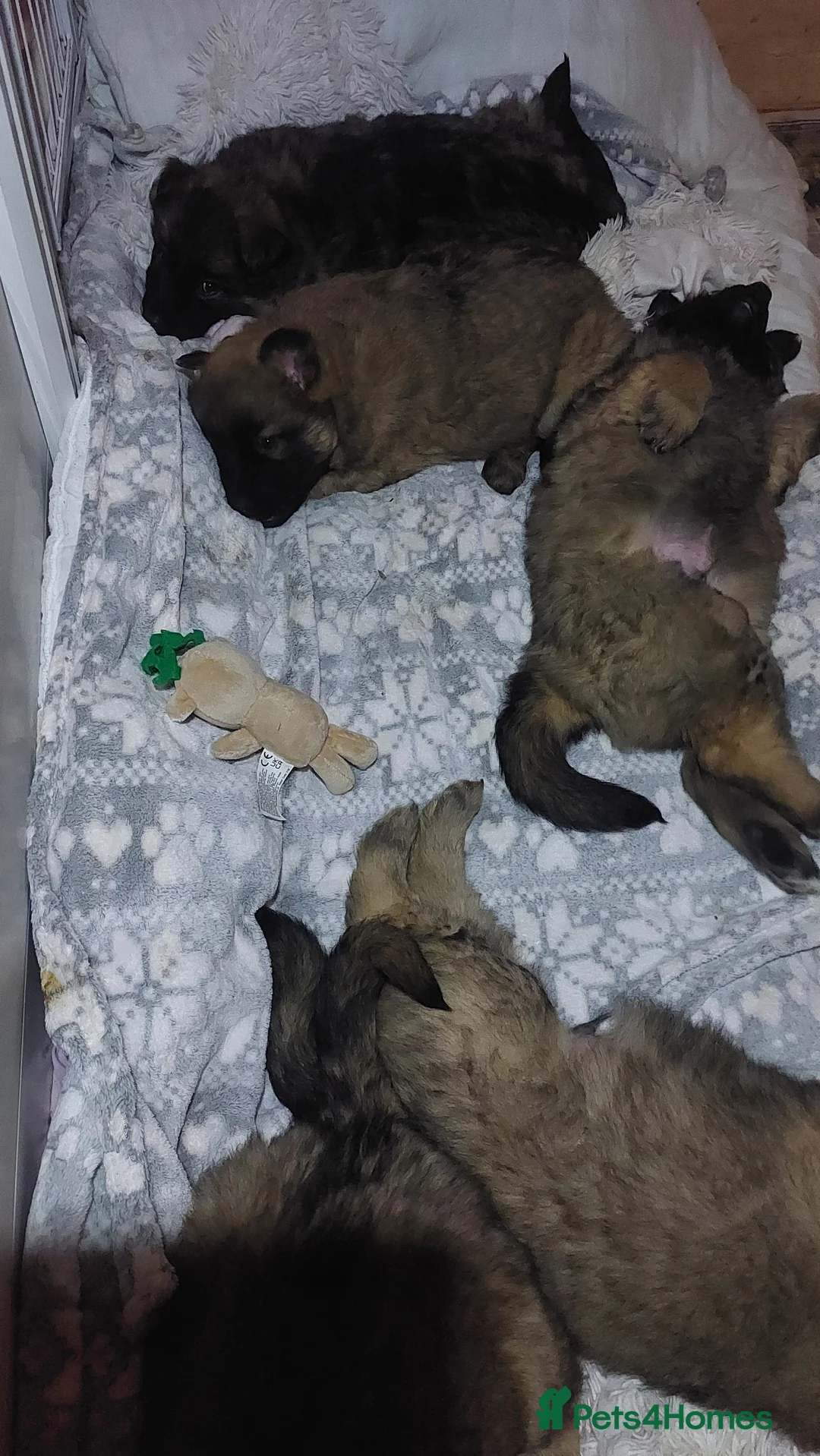 German Shepherd dogs for sale: German shephered puppys 4 boys 2 girls - Advert 14