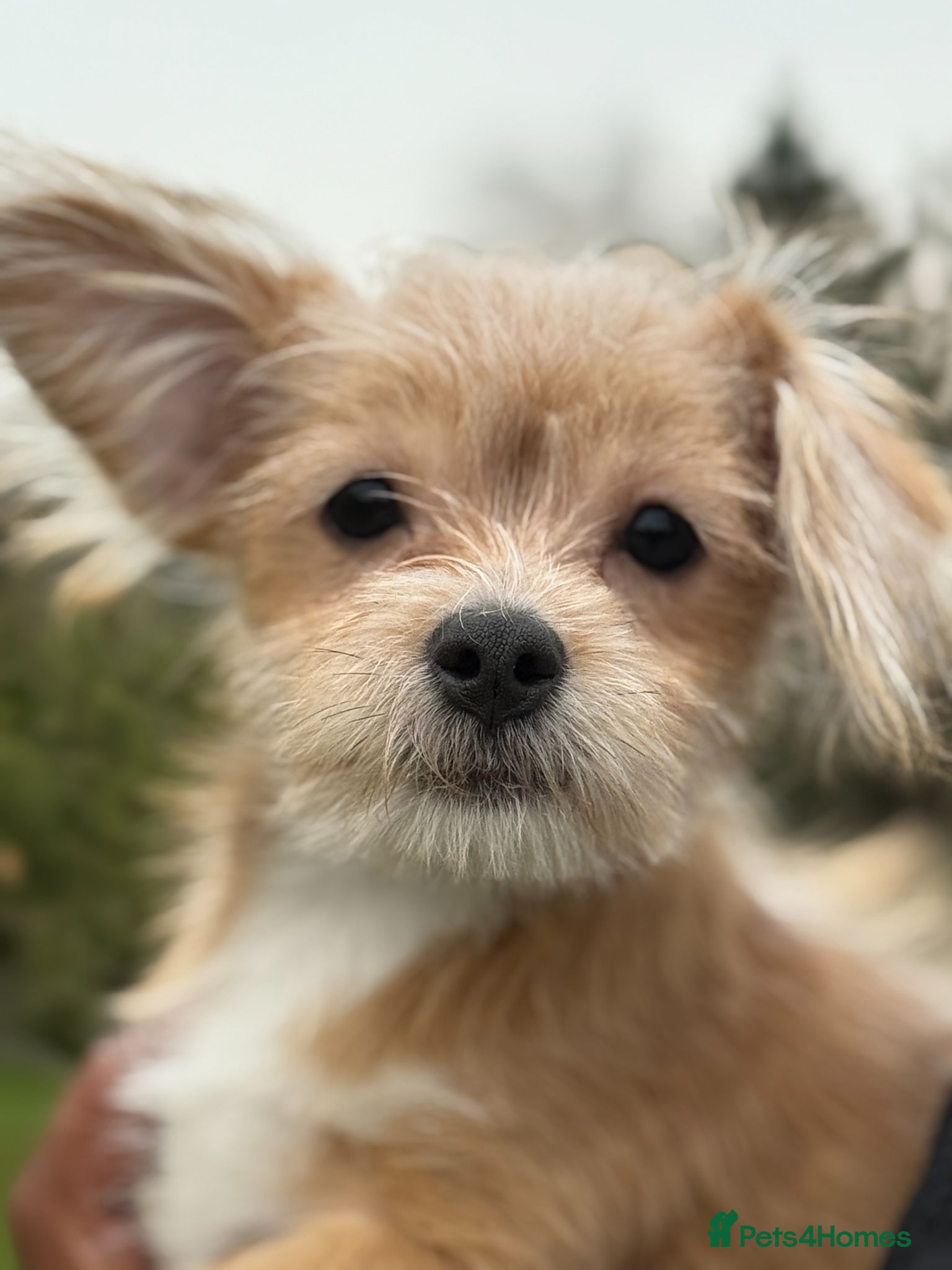 Mixed Breed dogs Your new pup! Maltese x JackChi - unique mix - Advert 8