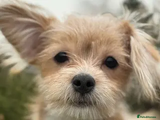 Mixed Breed dogs Your new pup! Maltese x JackChi - unique mix - Advert 8