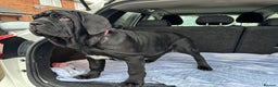 Neapolitan Mastiff dogs for sale: 2 black female Neapolitan mastiff puppies  - Advert 11