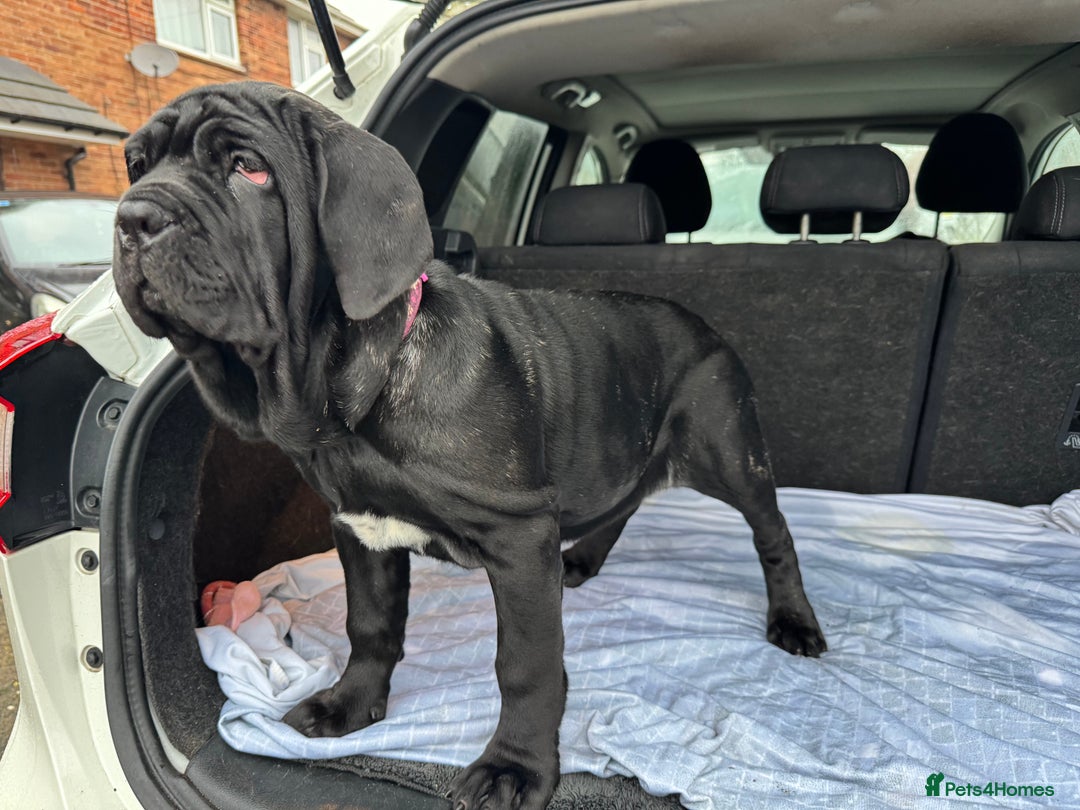 Neapolitan Mastiff dogs for sale: 2 black female Neapolitan mastiff puppies  - Advert 11
