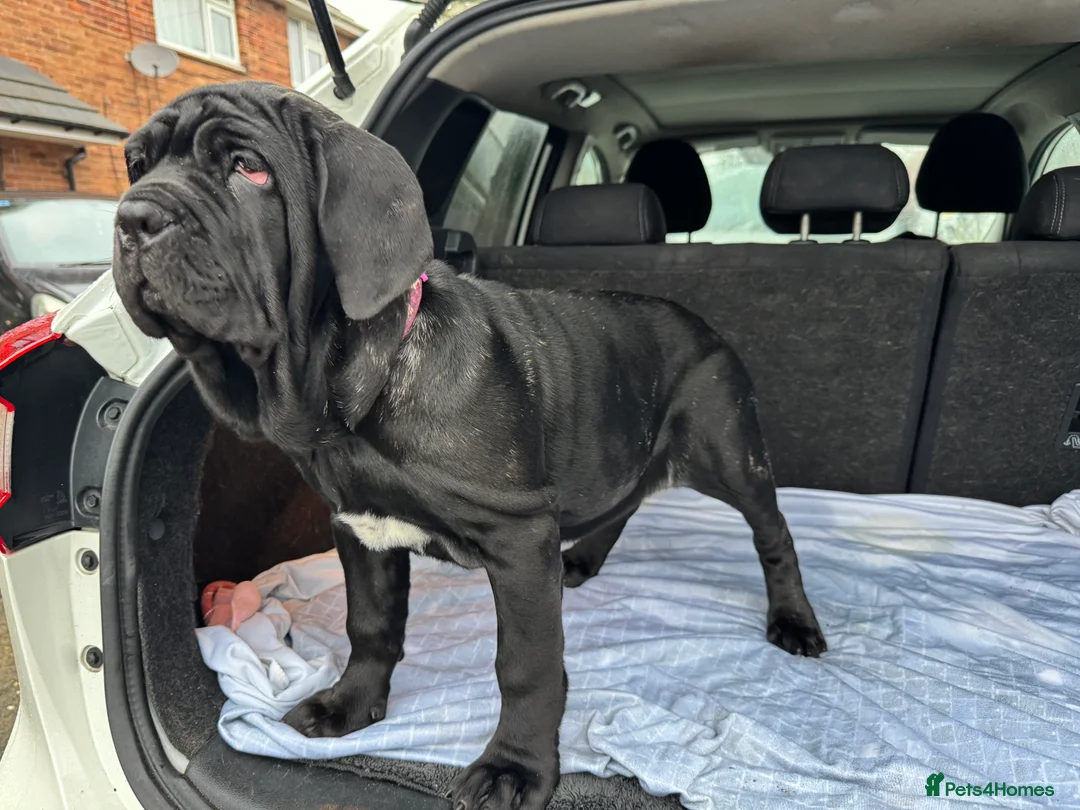 Neapolitan Mastiff dogs for sale: 2 black female Neapolitan mastiff puppies  - Advert 11