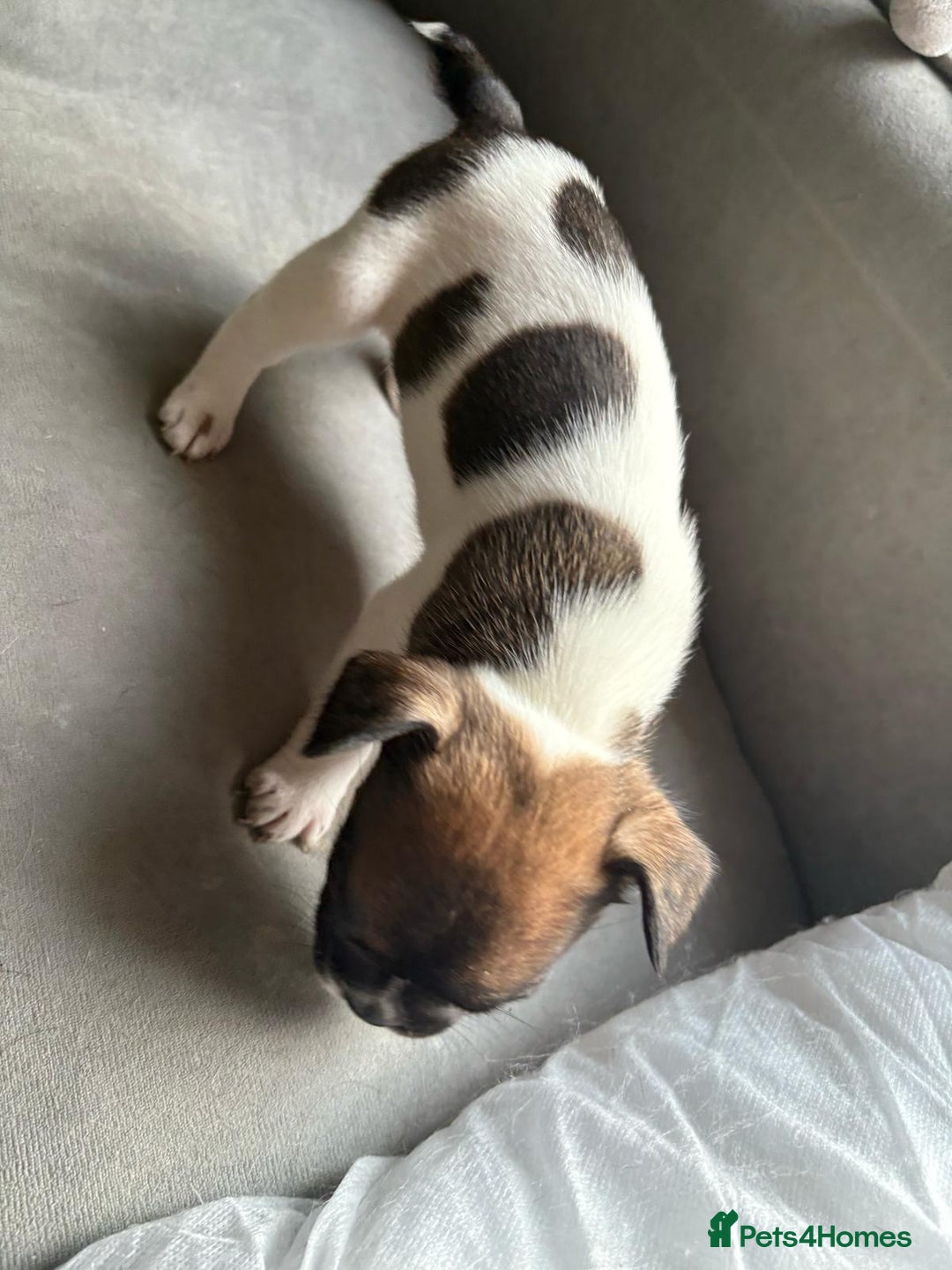 Mixed Breed dogs for sale: french bulldog x jack russell  - Image 9