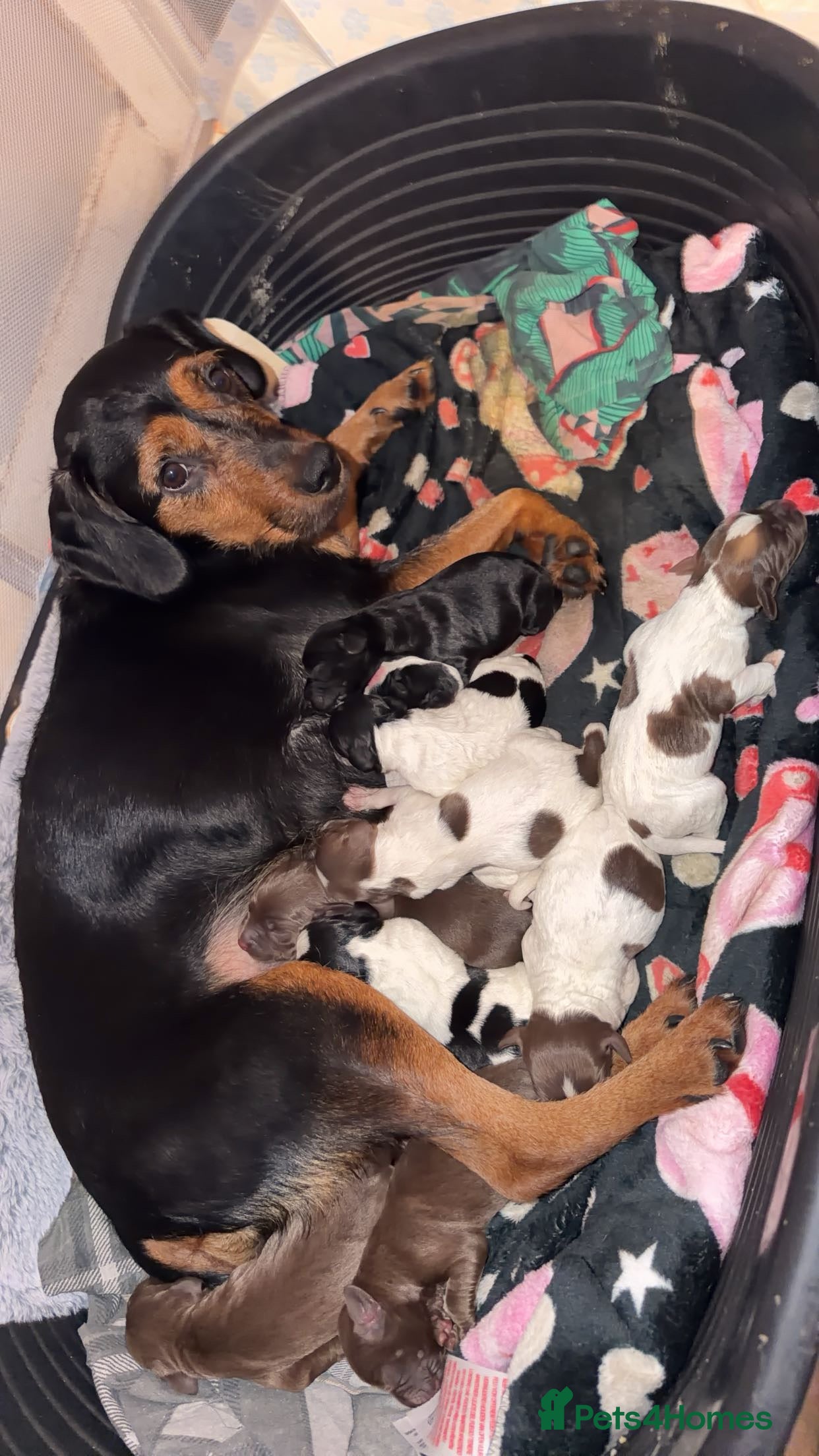 Mixed Breed dogs Pups looking for new homes  - Advert 18
