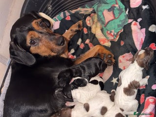 Mixed Breed dogs Pups looking for new homes - Advert 2